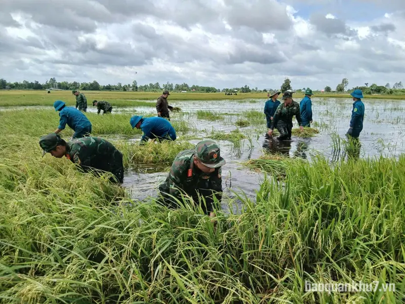 Lực lượng vũ trang tỉnh Tây Ninh giúp dân thu hoạch lúa bị ngập nước