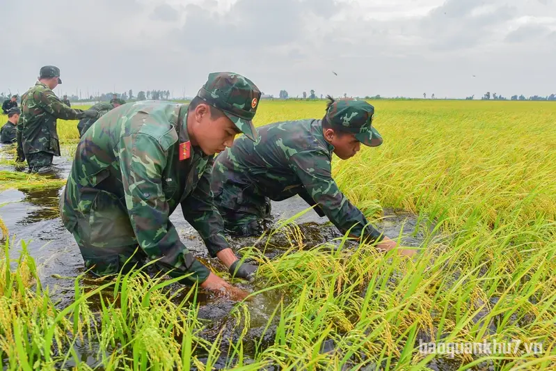 Trung đoàn 738 tăng cường lực lượng hỗ trợ người dân gặt lúa