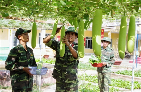 Vườn rau bộ đội