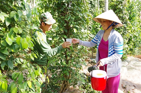 Cán bộ, chiến sĩ Sư đoàn 302 giúp dân thu hoạch hồ tiêu
