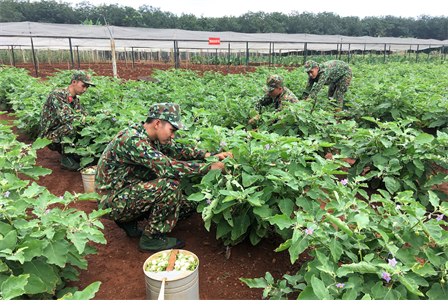 Tiểu đoàn 5, Trung đoàn 88, Sư đoàn 302: Tích cực tăng gia nâng cao đời sống bộ đội