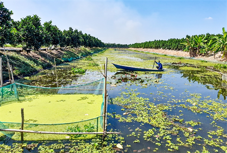 Cựu chiến binh làm giàu từ nuôi ốc