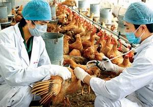 Thủ tướng Chính phủ chỉ đạo tập trung phòng chống cúm gia cầm