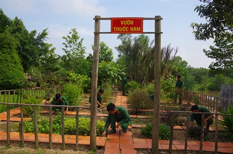 Vườn thuốc nam của chiến sĩ quân y
